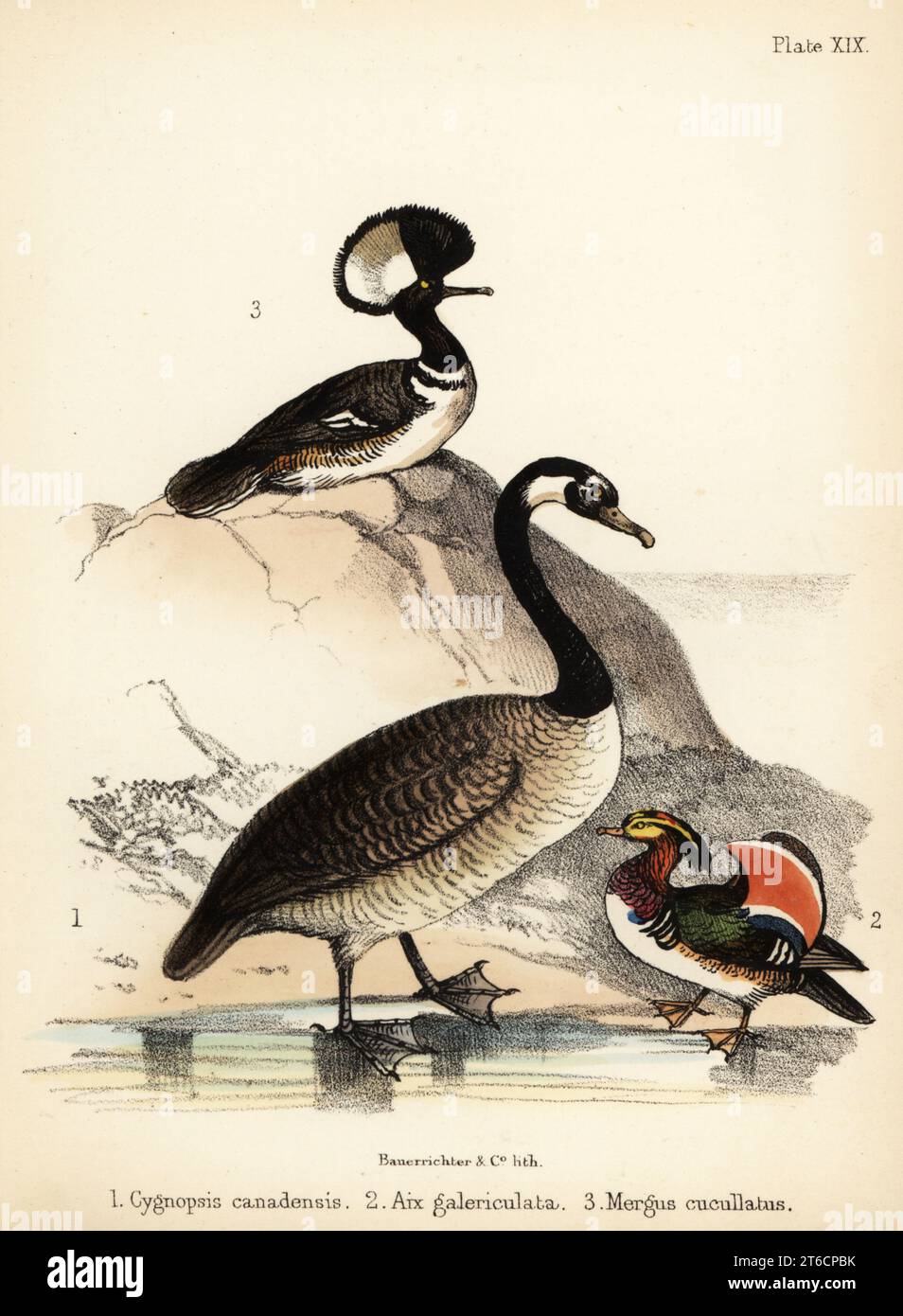 Oca canadese, Branta canadensis 1, anatra mandarina, Aix galericulata 2, merganser con cappuccio, Lophodytes cucullatus 3. Litografia colorata a mano di Bauerrichter da Adam Whites Popular History of Birds, Lowell Reeve, Covent Garden, Londra, 1855. Foto Stock