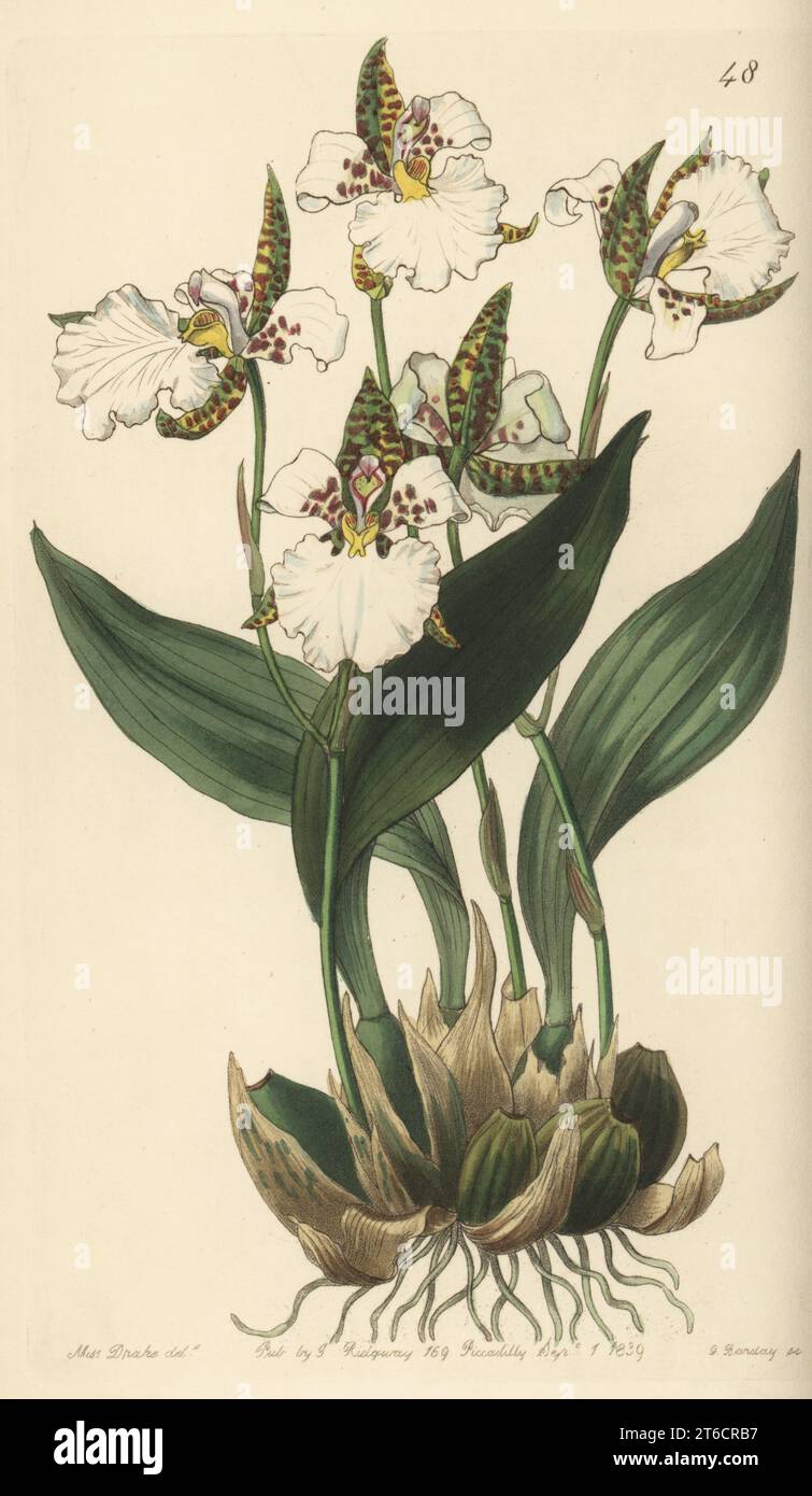 Rhynchostele rossii orchidea. Originario del Messico, inviato al collezionista di orchidee George Barker dal cacciatore di piante John Ross. L'odontoglossum di Ross, l'Odontoglossum rossii. Incisione su copperplate a mano di George Barclay dopo un'illustrazione botanica di Sarah Drake dall'Edwards Botanical Register, a cura di John Lindley, pubblicata da James Ridgway, Londra, 1839. Foto Stock