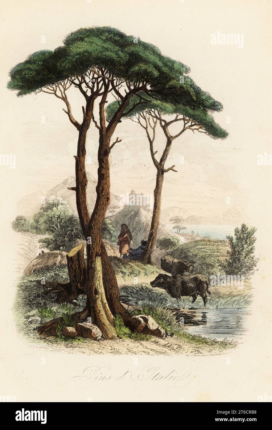 Pino di pietra, Pinus pinea, noto anche come pino di pietra italiano, pino ombrello e pino parassita. Pin dItalie. Incisione in acciaio colorato a mano stampata da F. Chardon da Achille Comtes Musee dHistoire Naturelle, Museo di storia naturale, Gustave Hazard, Parigi, 1854. Foto Stock