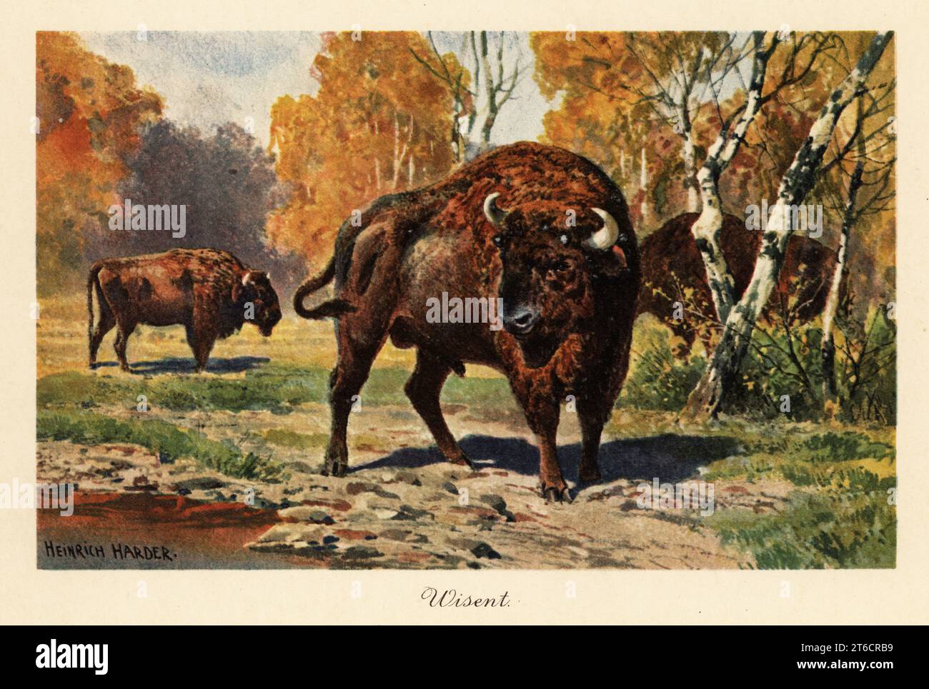 Bisonte europeo o zubr in una radura forestale. Il bisonte europeo, o zubr, Bison bonasus, è una specie vulnerabile di bisonte eurasiatico. Illustrazione stampata a colori di Heinrich Harder di Wilhelm Bolsches Tiere der Urwelt (animali del mondo preistorico), Reichardt Cocoa Company, Amburgo, 1908. Heinrich Harder (1858-1935) è stato un paesaggista tedesco e illustratore di libri. Foto Stock