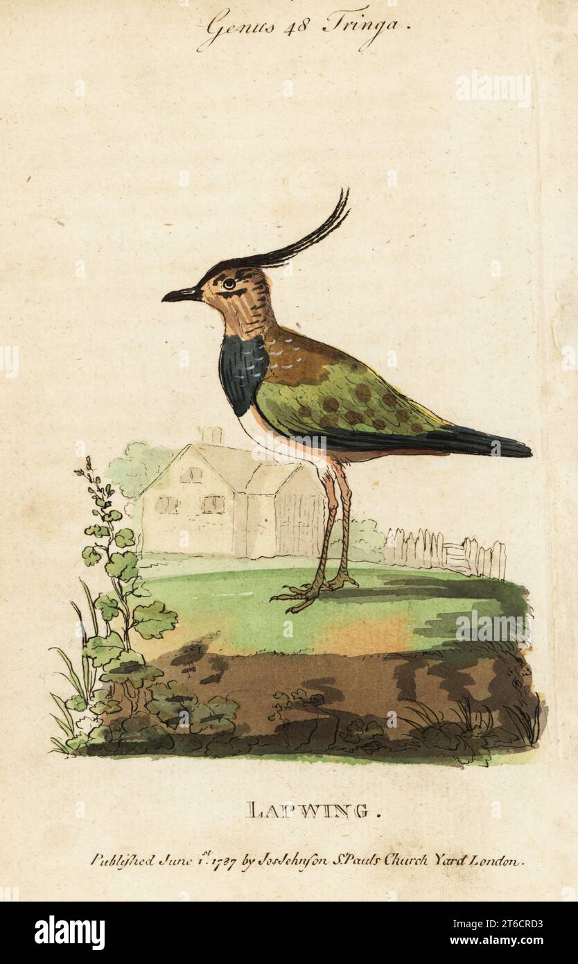 Lapwing, Vanellus vanellus. Incisione su copperplate colorata a mano da Samuel Galton Jr.s Natural History of Birds contenente una varietà di fatti selezionati da diversi scrittori per il divertimento e l'istruzione dei bambini, Londra, Joseph Johnson, 1791. Foto Stock