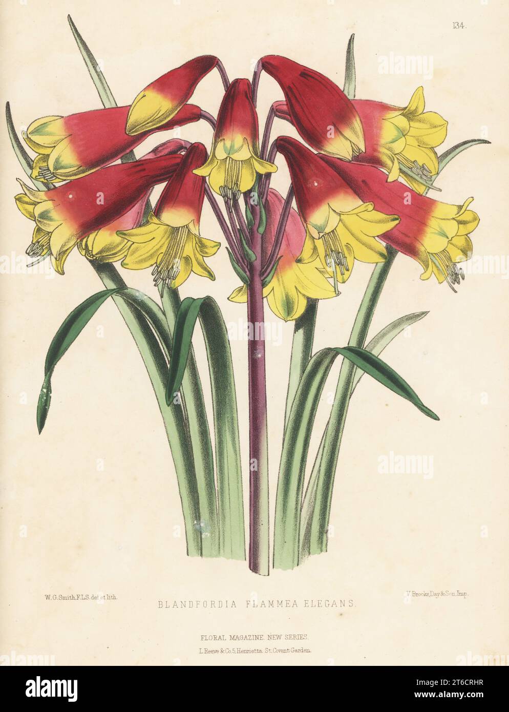 Le campane di Natale cultivar, Blandfordia grandiflora, nativo dell'Australia orientale. Ibrido di B. cunninghamii e B. flammea cresciuto da Edward George Henderson e Son, Wellington Nurseries, St. Legno di John. Come Blandfordia flammea-elegans. Illustrazione botanica a mano disegnata e litografata da Worthington George Smith da Henry Honywood Dombrain's Floral Magazine, New Series, Volume 3, L. Reeve, Londra, 1874. Litografia stampata da Vincent Brooks, Day & Son. Foto Stock