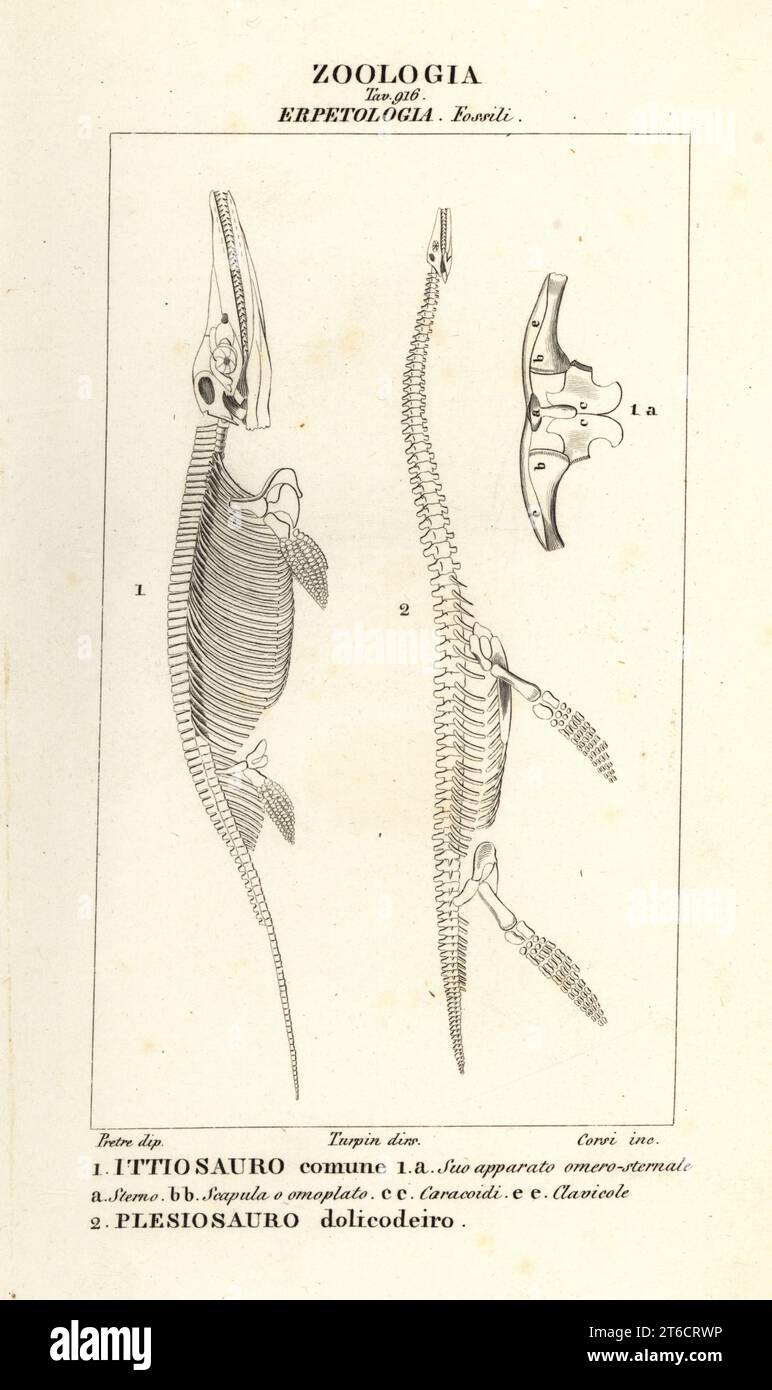Scheletri di dinosauri estinti Ichthyosaurus communis 1 e Plesiosaurus dolichodeirus 2. Ittiosauro comune, Plesiosauro dolicodeiro. Incisione a cippoli in copperplate dal Dizionario delle Scienze naturali di Antoine Laurent de Jussieu, Firenze, Italia, 1837. Illustrazione incisa da Corsi, disegnata da Jean Gabriel Pretre e diretta da Pierre Jean-Francois Turpin, e pubblicata da Batelli e figli. Turpin (1775-1840) è considerato uno dei più grandi illustratori botanici francesi del 19 ° secolo. Foto Stock