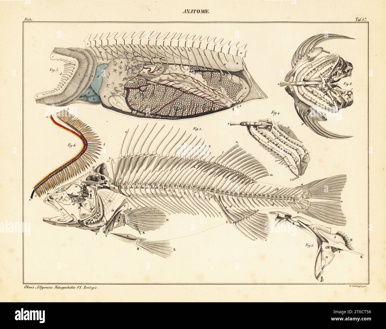 Anatomia dei pesci che mostra scheletro, branchie, organi interni, circolazione, ecc. piastra 57. Litografia colorata a mano di St Schillinger dalla storia naturale universale di Lorenz Oken, Allgemeine Naturgeschichte fur alle stande, Stoccarda, 1841. Foto Stock