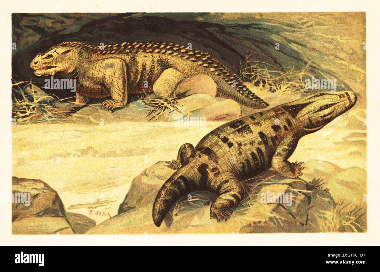 Pareiasaurus serridens, specie estinta di rettile pareiasauromorfo del Permiano. Mastodonsaurus, genere estinto di anfibio temnospondile del Triassico medio. Mastodonsaurus und Pareiosaurus. Illustrazione stampata a colori di F. John di Wilhelm Bolsches Tiere der Urwelt (animali del mondo preistorico), Reichardt Cocoa Company, Amburgo, 1908. Foto Stock