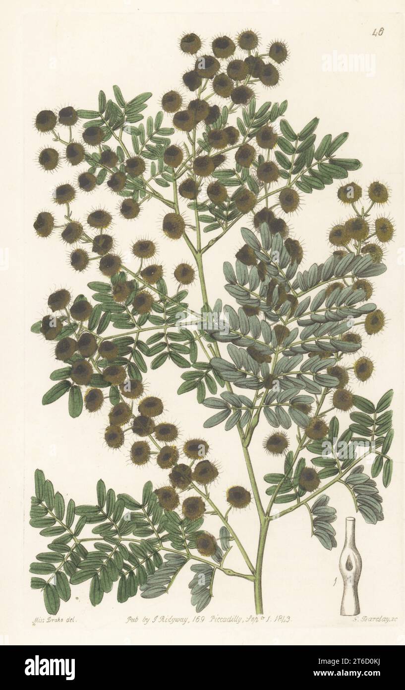Mudgee wattle, glory wattle, Pilliga wattle, Golden wattle o showy acacia, Acacia spectabilis. Nativo del nuovo Galles del Sud e del Queensland, Australia. Trovato da Allan Cunningham. Incisione su copperplate a mano di George Barclay dopo un'illustrazione botanica di Sarah Drake dall'Edwards Botanical Register, continuata da John Lindley, pubblicata da James Ridgway, Londra, 1843. Foto Stock