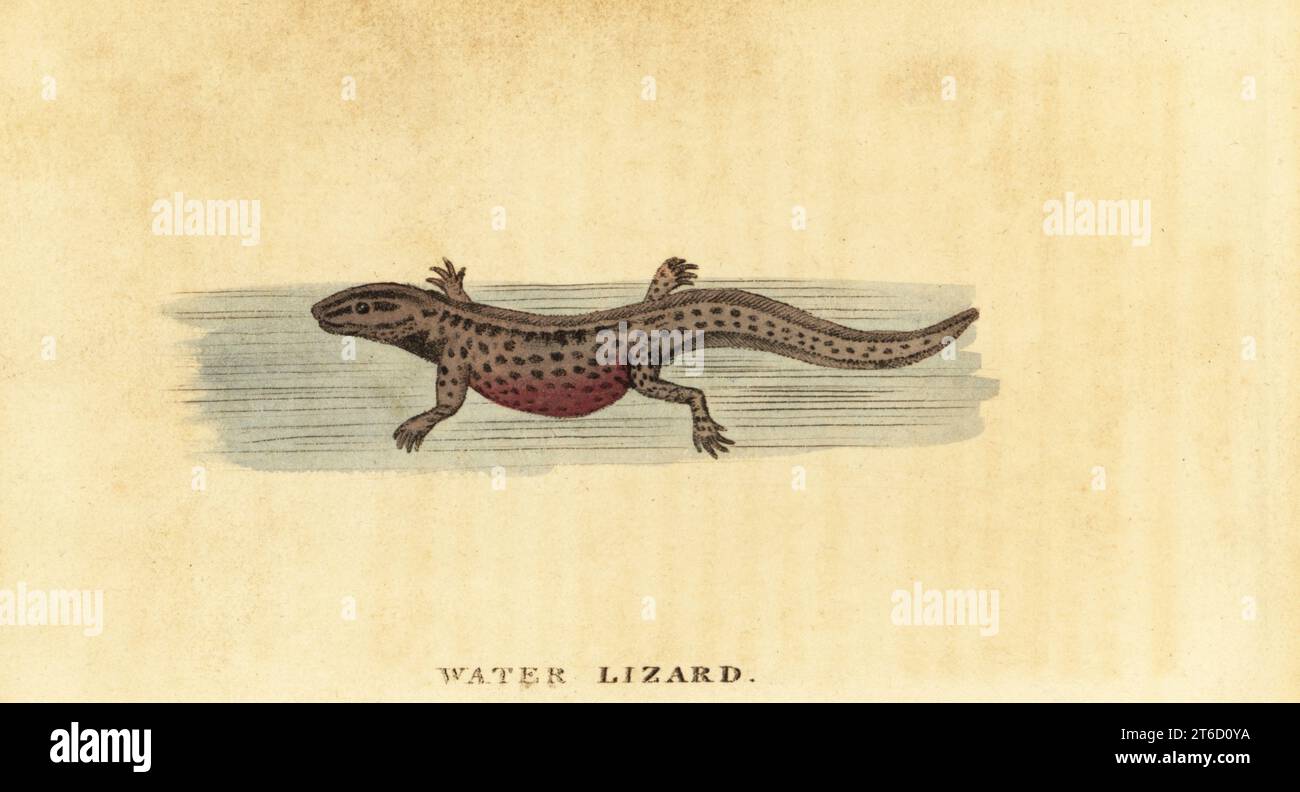 Noce liscia, Lissotriton vulgaris. Lucertola d'acqua, Lacerta palustris. Incisione su copperplate a mano su un'illustrazione di George Edwards del Naturalists Pocket Magazine, Harrison, Fleet Street, Londra, 1800. Foto Stock