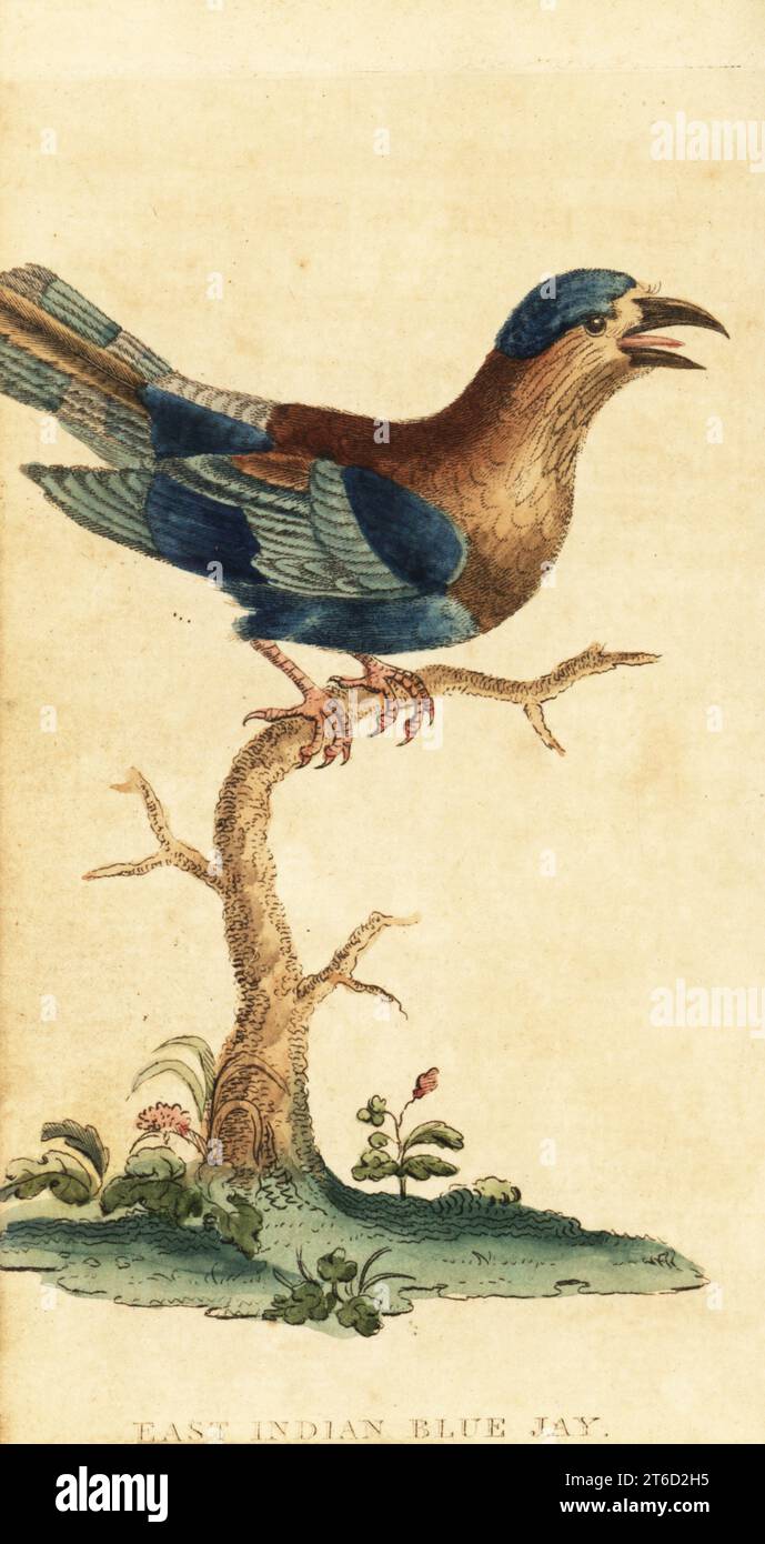 Rullo indiano, Coracias benghalensis. East Indian Blue jay, Coracias indica. Da un esemplare portato da Ceylon (Sri Lanka) da John Gideon Loten ora al British Museum. Incisione su copperplate a mano su un'illustrazione di George Edwards del Naturalists Pocket Magazine, Harrison, Fleet Street, Londra, 1800. Foto Stock