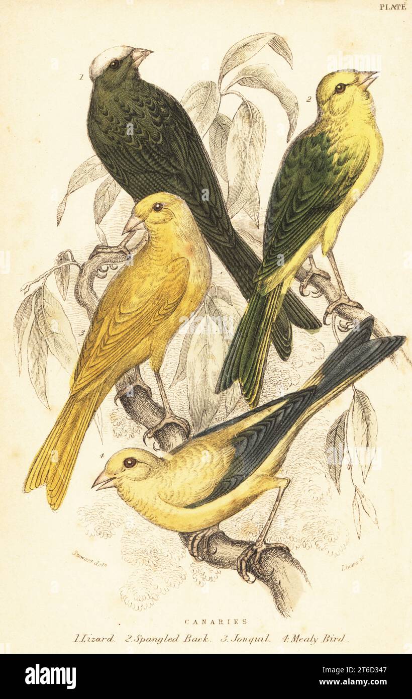Canaries, Serinus canaria domestica: Lizard 1, Spangled Back 2, Jonquil 3 e Mealy Bird 4. Incisione in acciaio colorato a mano di Lizars su un'illustrazione di James Stewart di J.M. Bechsteins Cage and Chamber-Birds, George Bell, Covent Garden, Londra, 1889. Foto Stock Canaries, Serinus canaria domestica: Lizard 1, Spangled Back 2, Jonquil 3 e Mealy Bird 4. Incisione in acciaio colorato a mano di Lizars su un'illustrazione di James Stewart di J.M. Bechsteins Cage and Chamber-Birds, George Bell, Covent Garden, Londra, 1889. Foto Stock