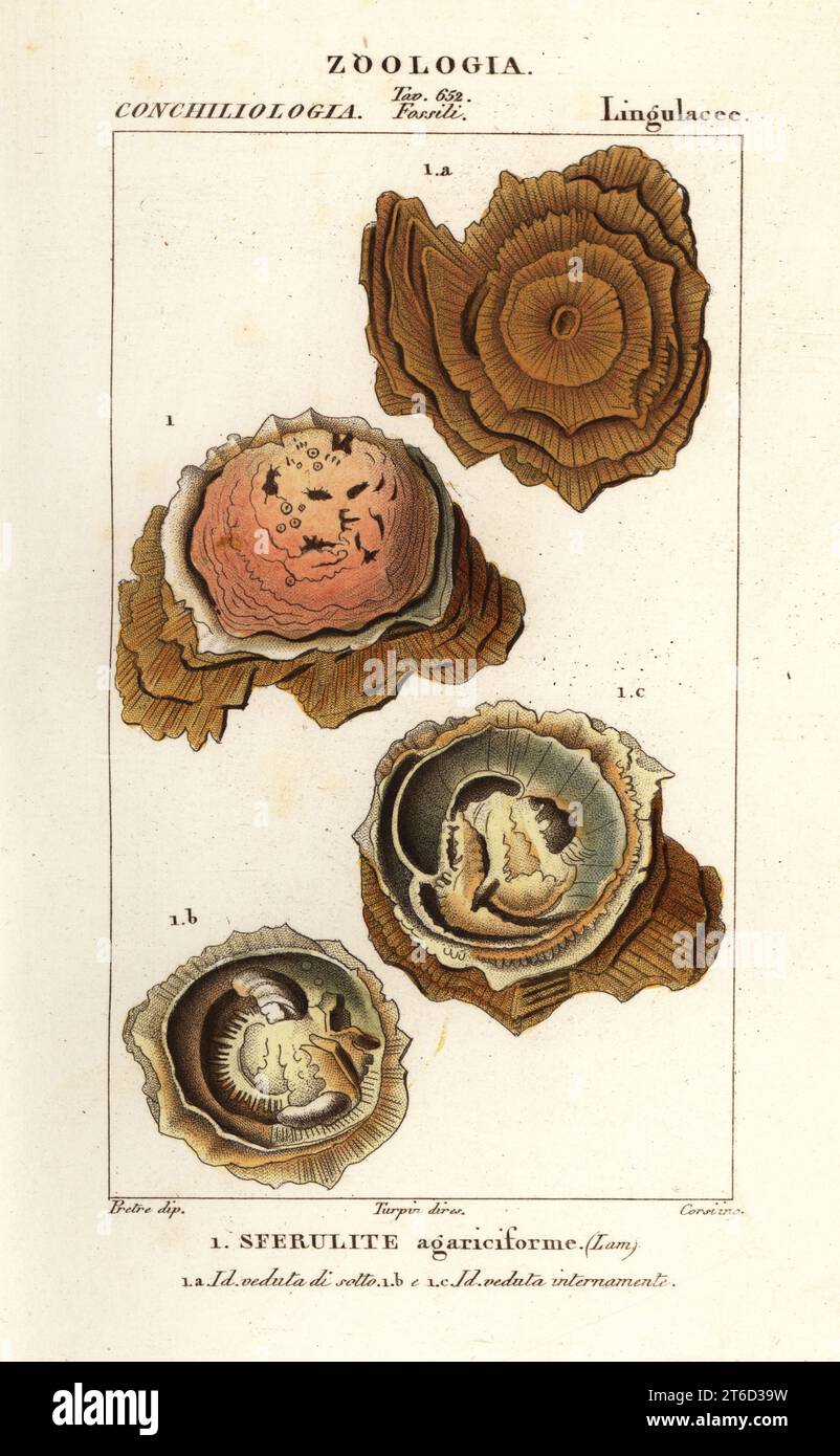 Sferulite agariciformis, Sferulite agariciforme. Incisione a forma di copperplate a mano dal Dizionario delle Scienze naturali di Antoine Laurent de Jussieu, Firenze, Italia, 1837. Illustrazione incisa da Corsi, disegnata da Jean Gabriel Pretre e diretta da Pierre Jean-Francois Turpin, e pubblicata da Batelli e figli. Turpin (1775-1840) è considerato uno dei più grandi illustratori botanici francesi del 19 ° secolo. Foto Stock