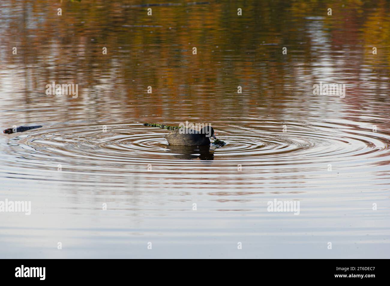 Un'American coot che si scalda su un pezzo d'erba galleggiante nel lago Trout a Vancouver, British Columbia, Canada Foto Stock