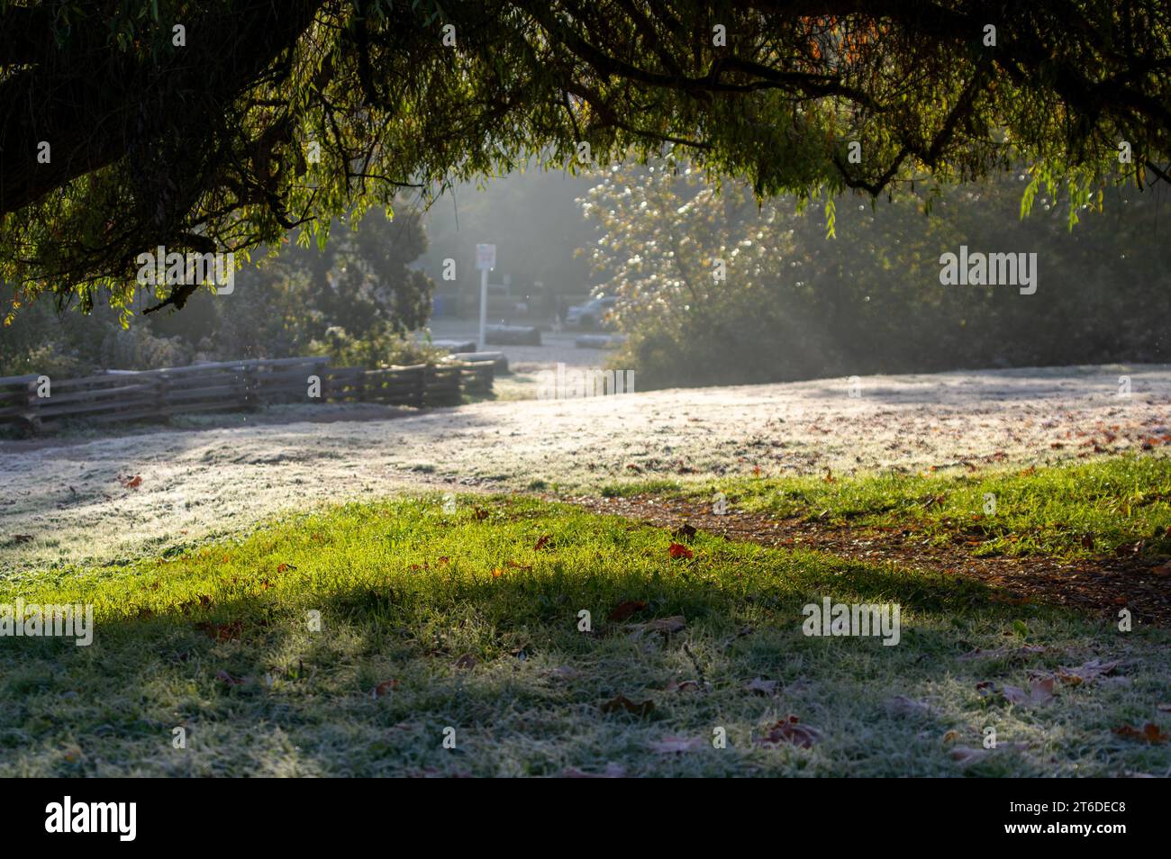Un albero in primo piano che crea un'ombra sull'erba ghiacciata, con una fascia di erba scongelata dai raggi del sole al centro e un'erba ghiacciata aperta Foto Stock
