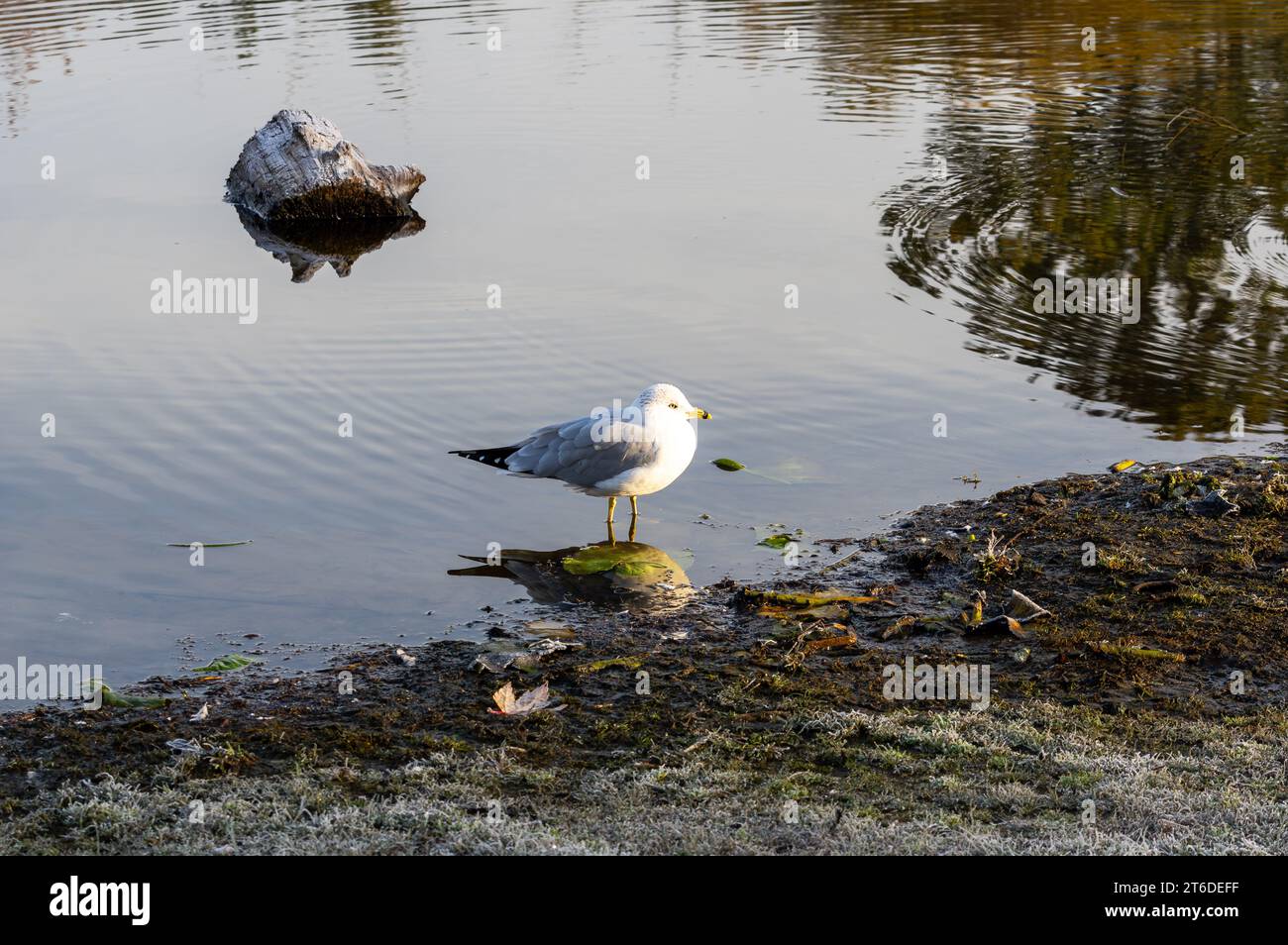 Un gabbiano adulto che riposa vicino alle rive del lago Trout Vancouver BC Canada Foto Stock