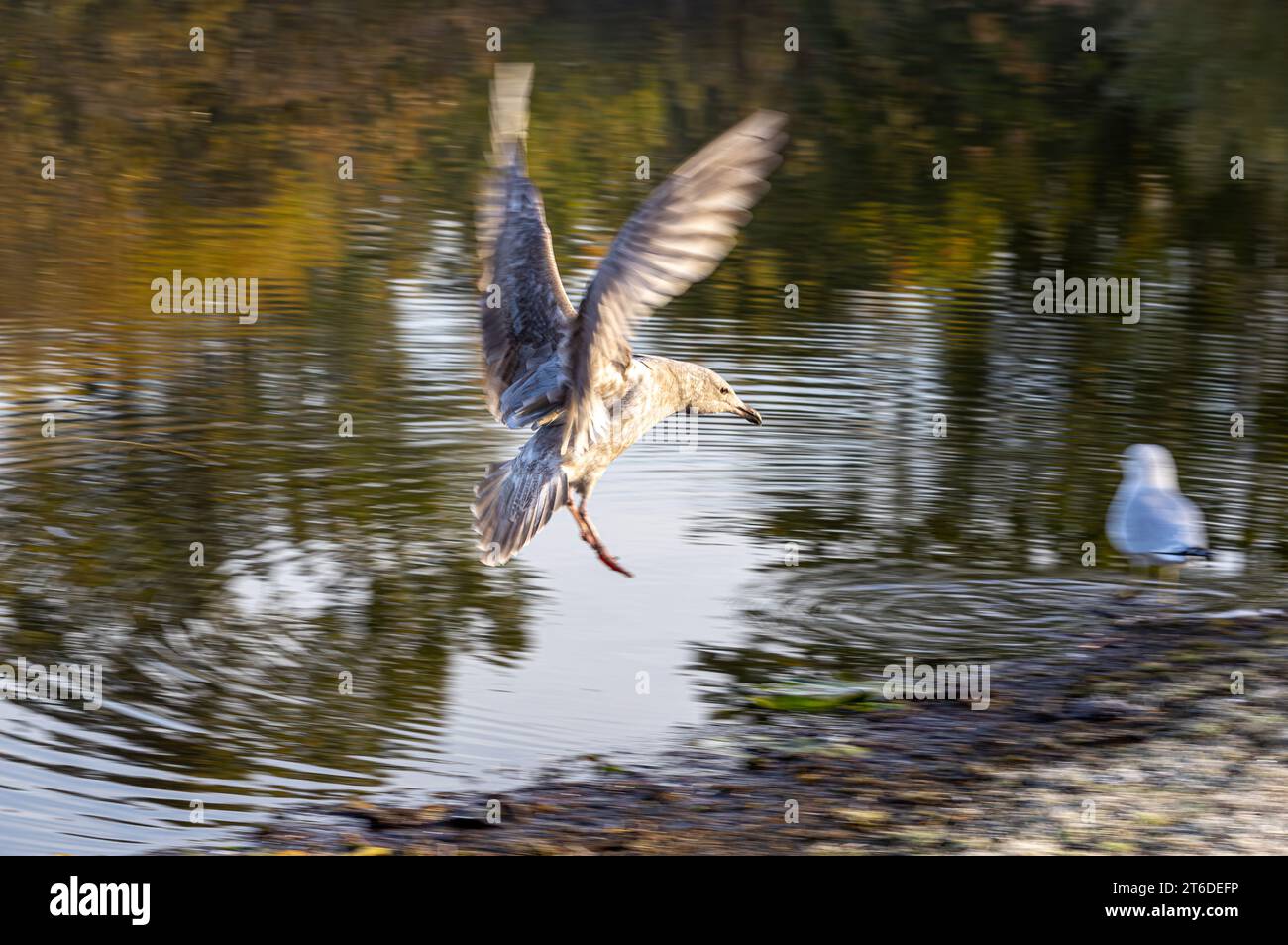 Un giovane gabbiano che vola sopra Trout Lake Vancouver BC Canada Foto Stock