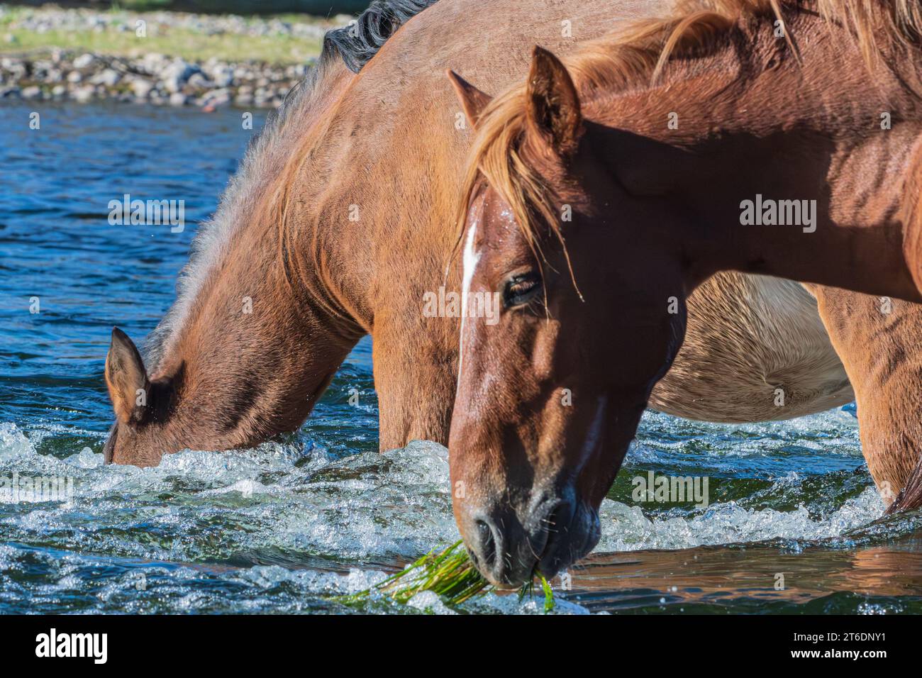 Dunking for Food - tocca a te Foto Stock