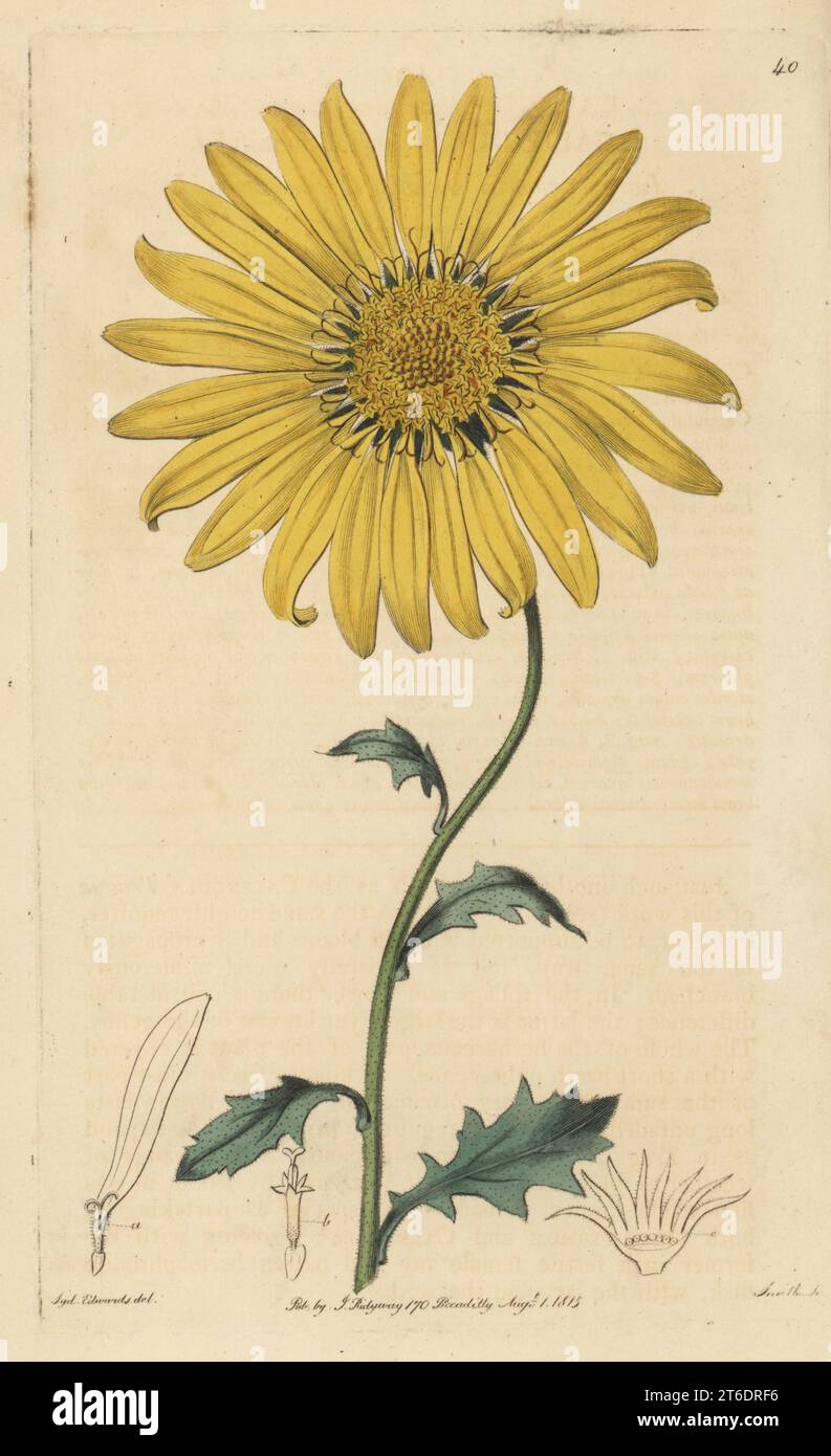 Dimorphotheca chrysanthemifolia. Originario del Capo di buona speranza, trovato dal botanico scozzese Francis Masson. Arbusto a grandi fioriture Cape Marigold, Calendula chrysanthemifolia. Incisione su copperplate a mano di P.W. Smith dopo un'illustrazione botanica di Sydenham Edwards dal suo stesso registro botanico, J. Ridgeway, Londra, 1815. Foto Stock