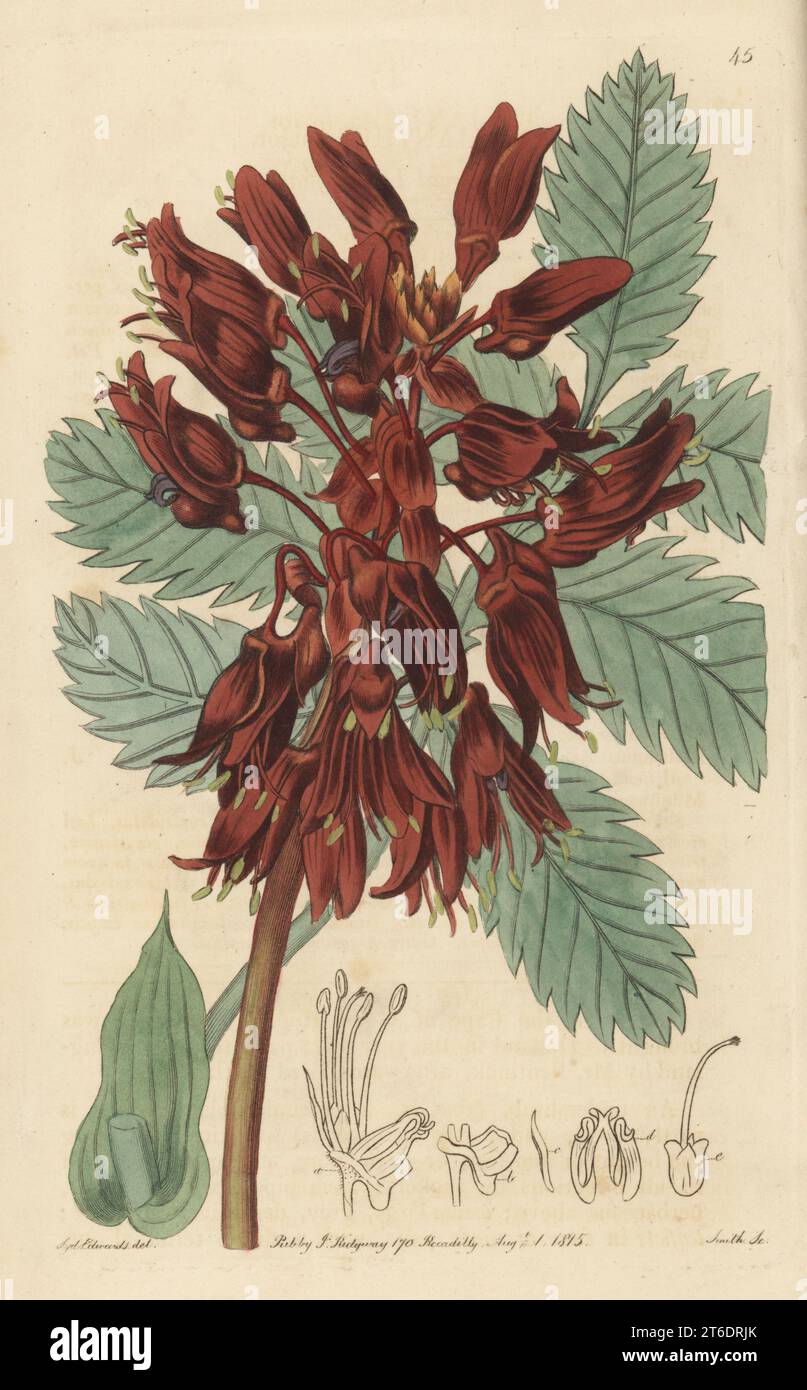 Grande fiore di miele, cespuglio di miele o kruidjie-roer-my-nie, Melianthus Major. Nativo del Capo di buona speranza, portato in Inghilterra da William Bentinck, Lord Portland. Incisione su copperplate a mano di P.W. Smith dopo un'illustrazione botanica di Sydenham Edwards dal suo stesso registro botanico, J. Ridgeway, Londra, 1815. Foto Stock