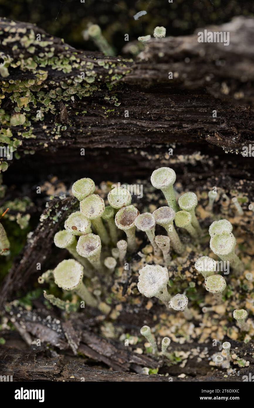 Pixie cup lichen. Foto Stock