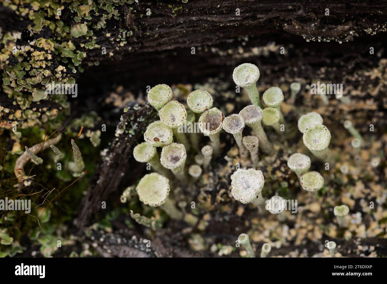 Pixie cup lichen. Foto Stock