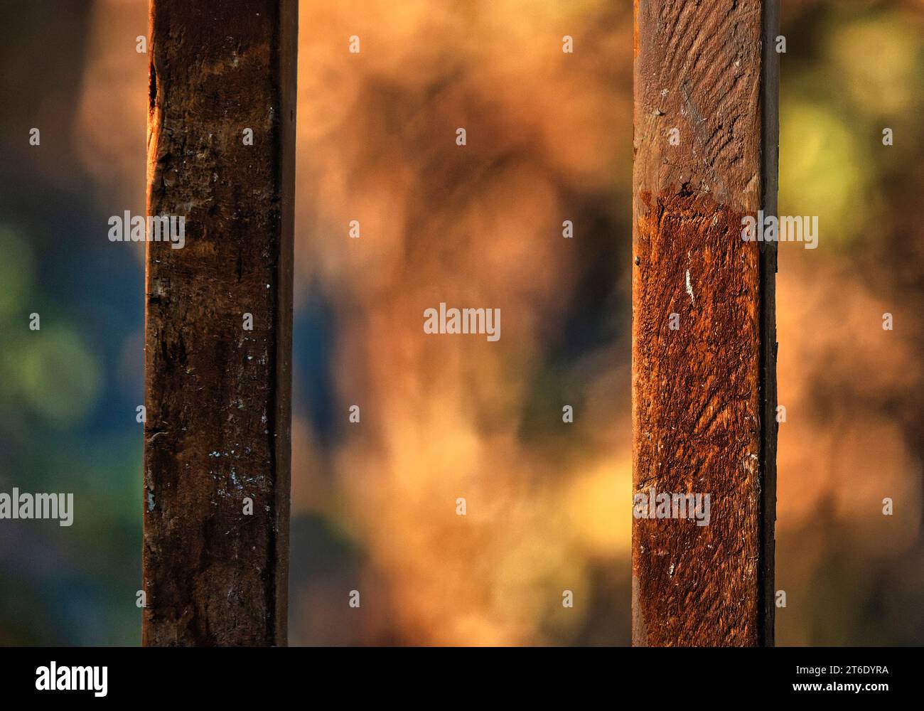 Paletti in legno in legno alla luce della sera Foto Stock