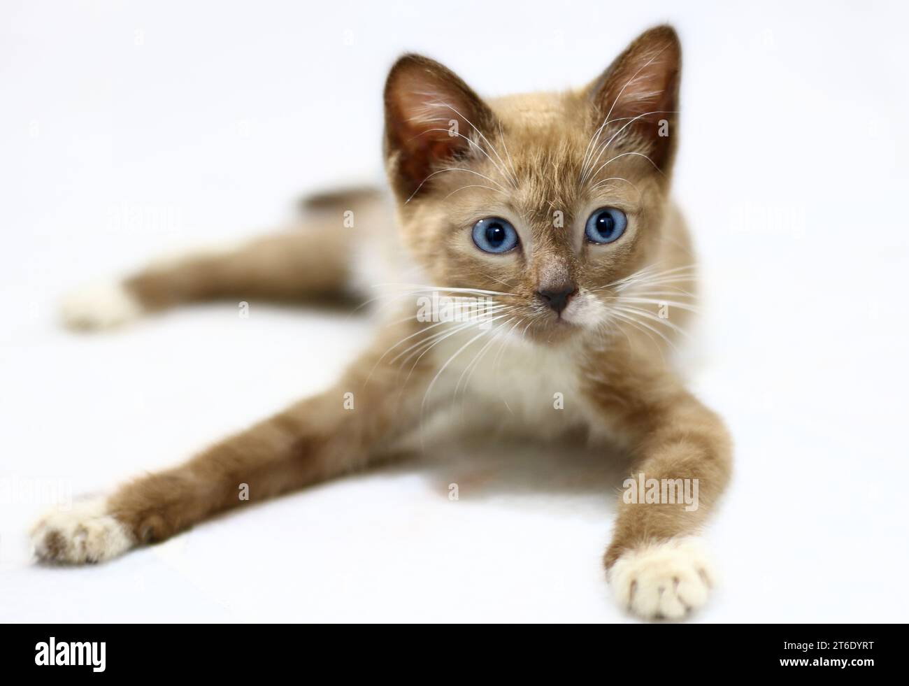 Gattino marrone con occhi blu riposati. Foto Stock