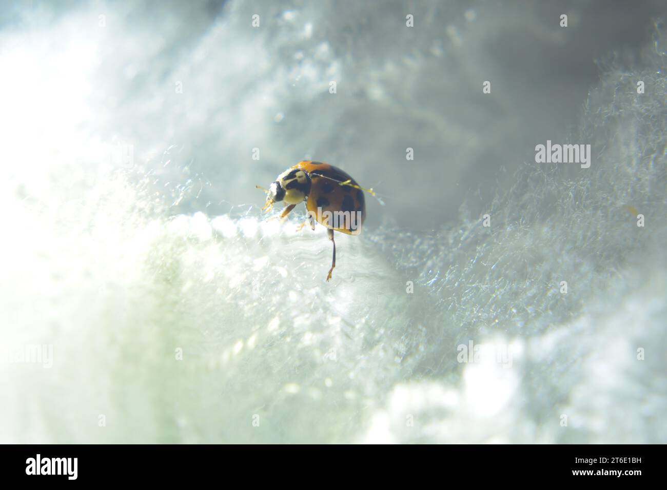 Primo piano di un ladybird (ladybug) che strisciava su un tumulo di cotone simile a una nuvola bianca soffice. Foto Stock