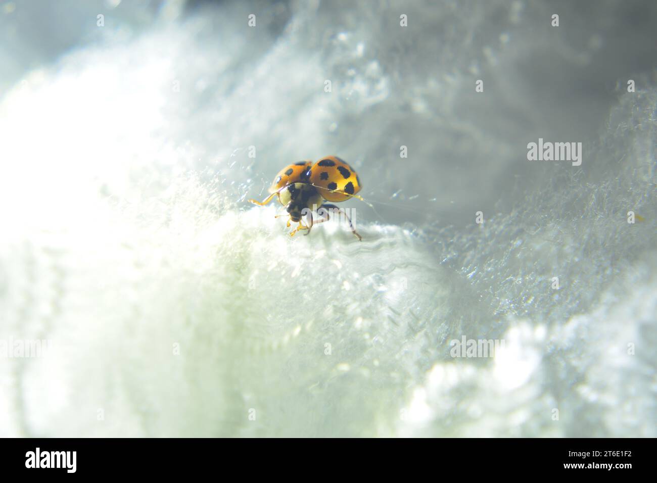Primo piano di un ladybird (ladybug) che strisciava su un tumulo di cotone simile a una soffice nuvola bianca, mentre apre le ali preparandosi a volare. Foto Stock