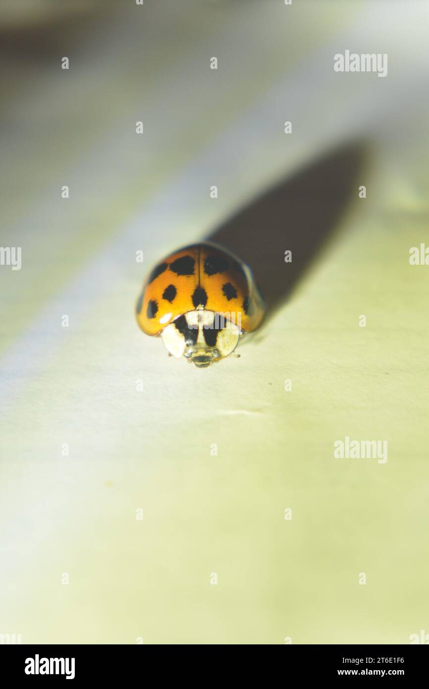 Primo piano di un ladybird (ladybug) su sfondo bianco, con ombra allungata. Foto Stock