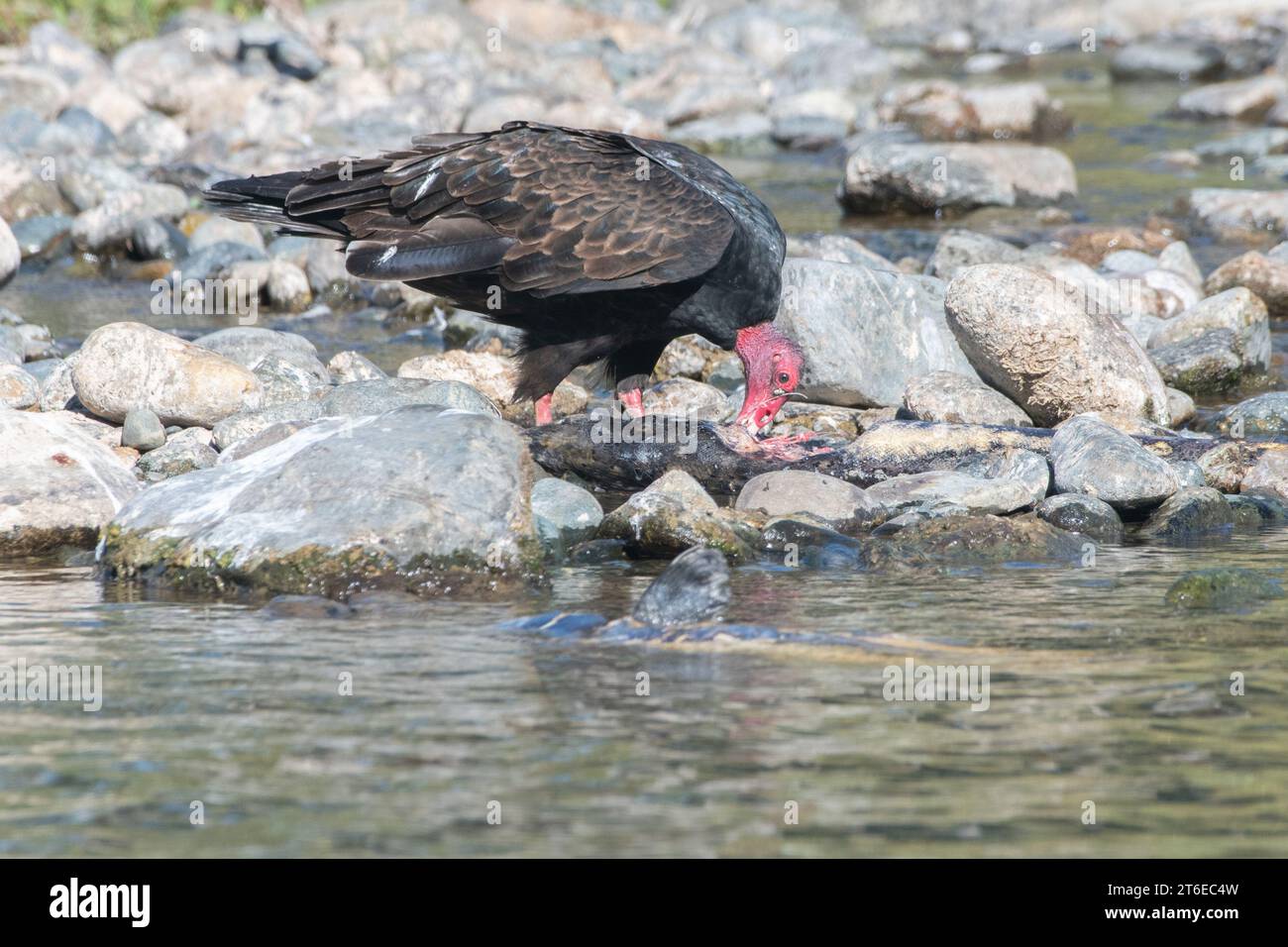 Avvoltoi di tacchino (Cathartes aura) che si nutrono di salmone chinook morto sulla riva del fiume California. Foto Stock