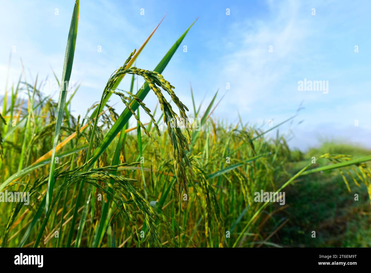 Primo piano sui semi di riso in orecchie di risone. Splendido campo di riso dorato e orecchie di riso. Foto Stock