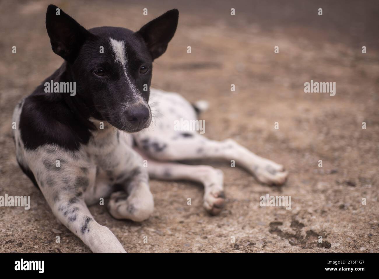 Cane randagio ​​lying fame aspettando il cibo dei passanti, concetto giornata Mondiale del cane Foto Stock