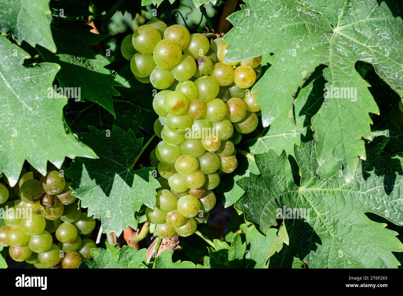 Primo piano di uve bianche biologiche mature e foglie verdi in vigna in una giornata di sole autunnale Foto Stock