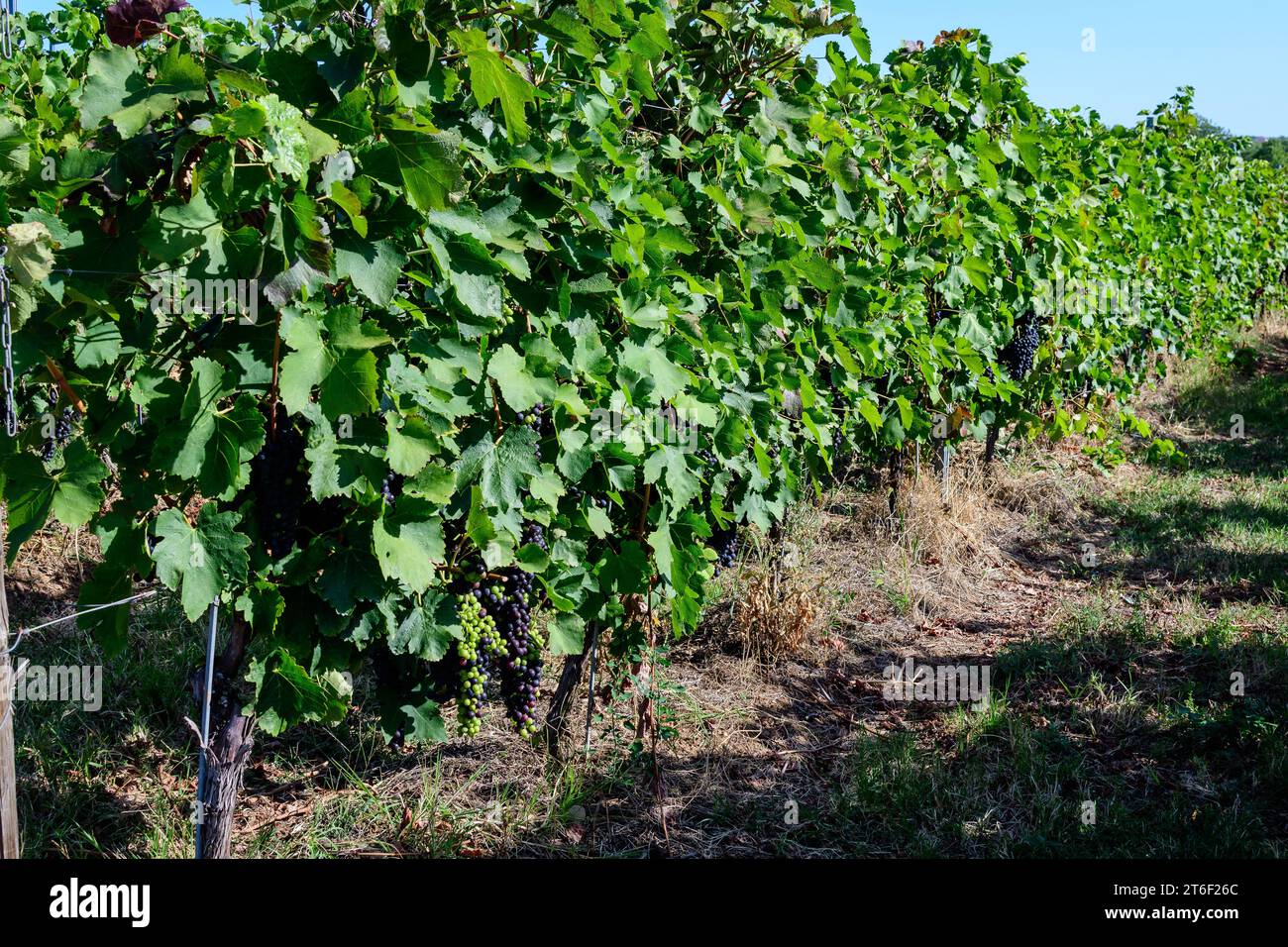 Fila con grandi piante con molte uve biologiche mature e foglie verdi in vigna in una giornata di sole autunno Foto Stock