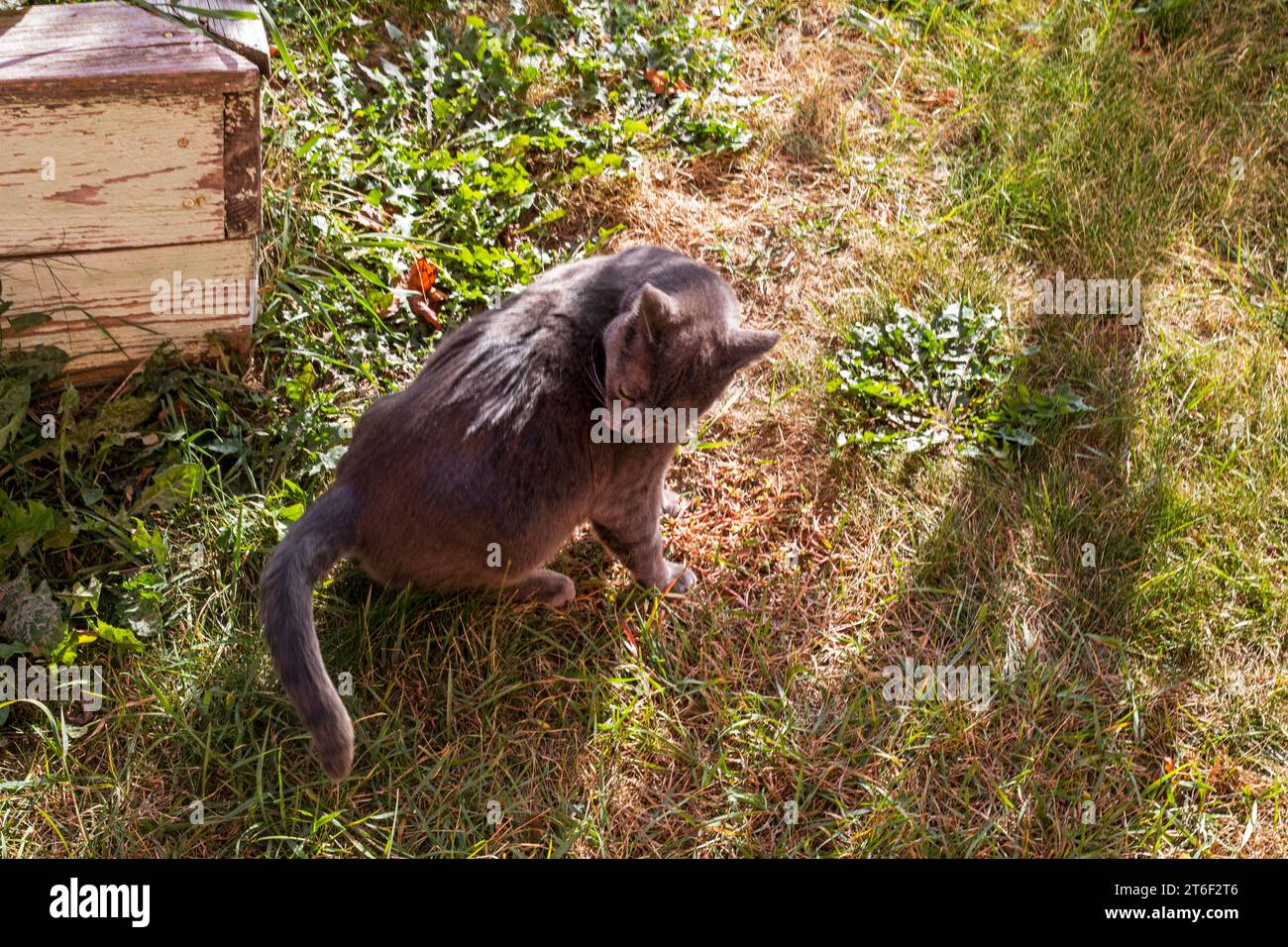 Il gatto birmano Blue American cammina lungo i sentieri del giardino Foto Stock