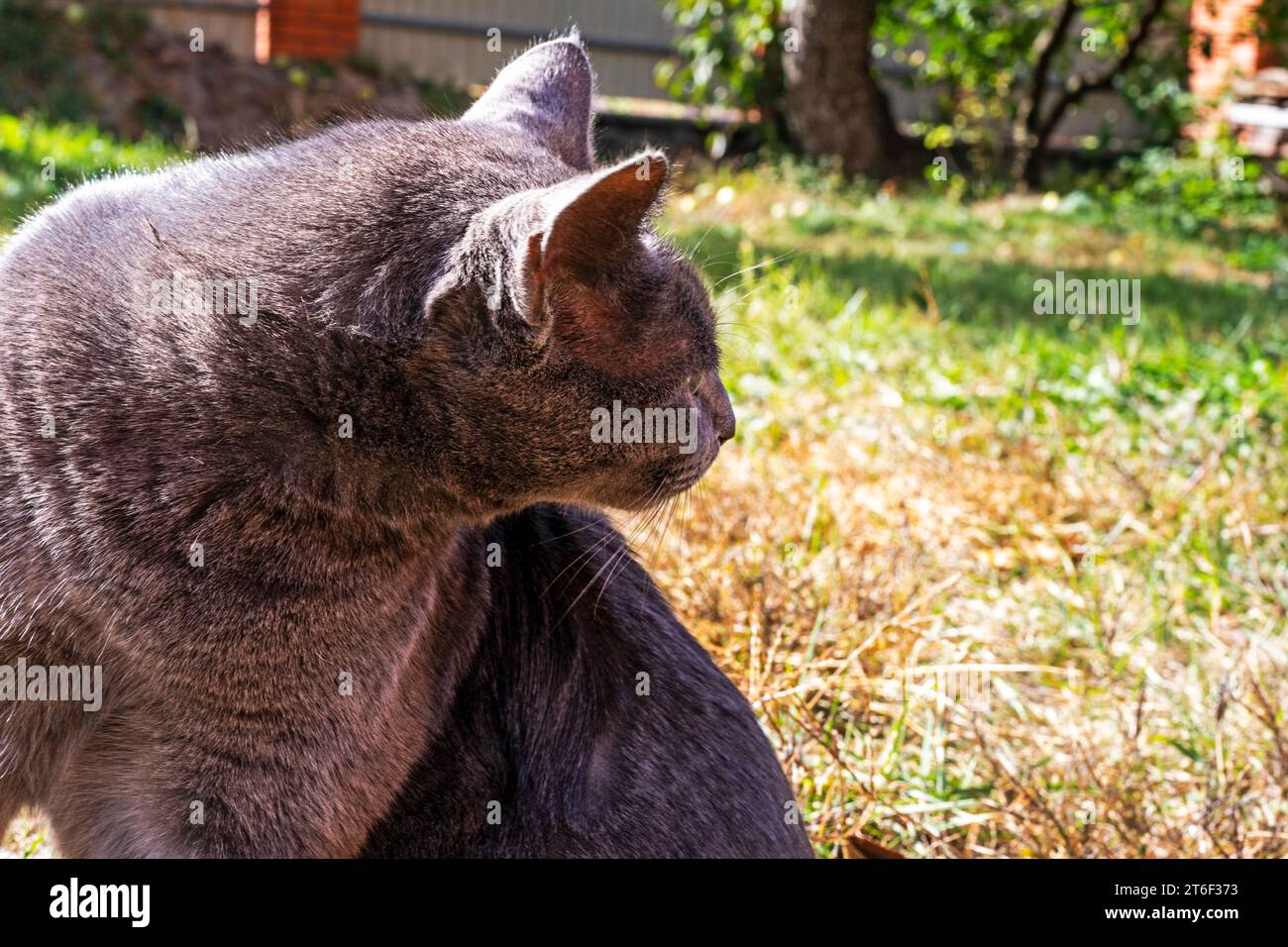 Caccia al gatto birmano americano blu in giardino Foto Stock