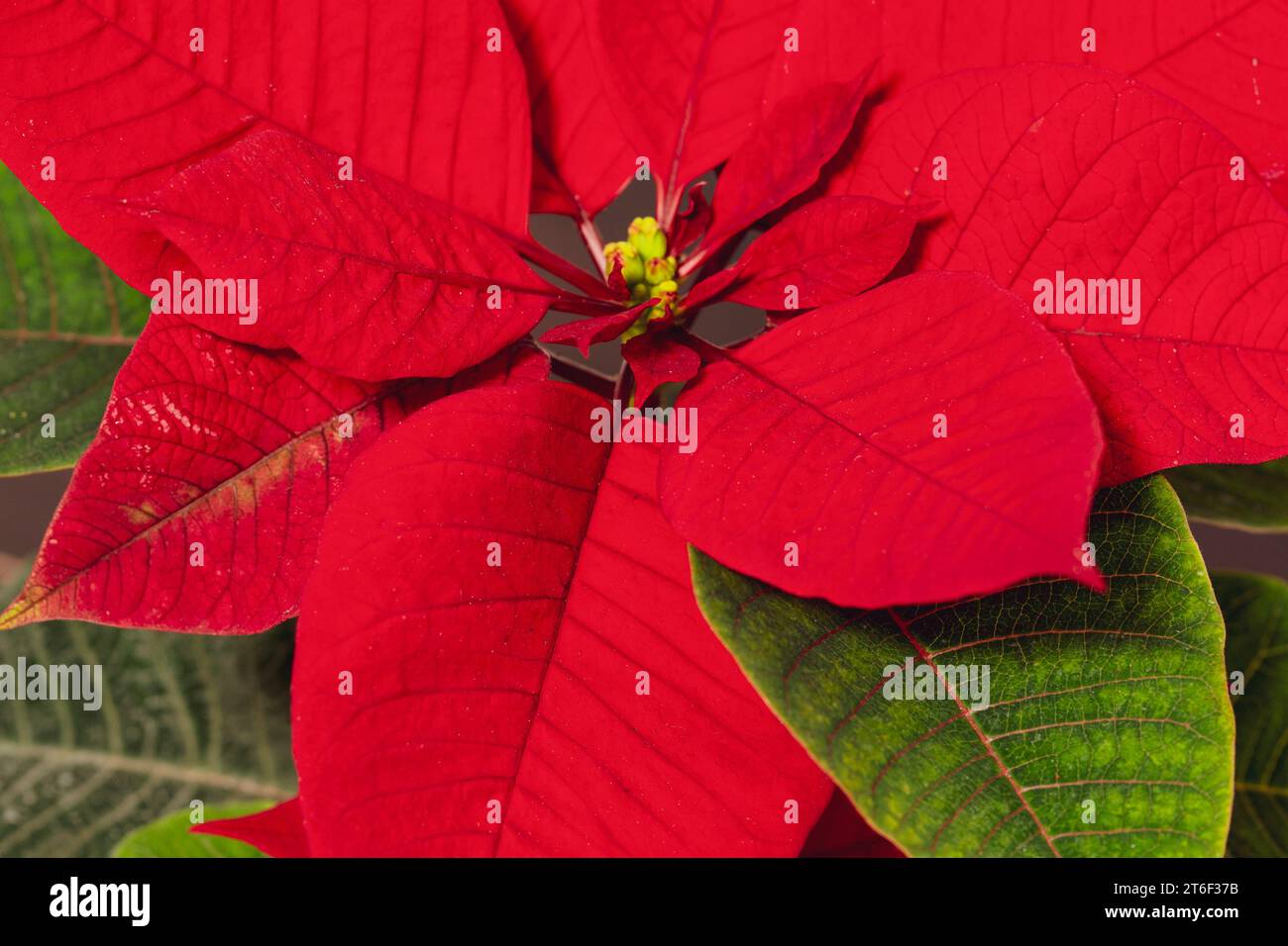 natale floreale. Fiore di Poinsettia. Fiore di Poinsettias rosso, Stella di Natale. Fiore simbolo di Natale Foto Stock