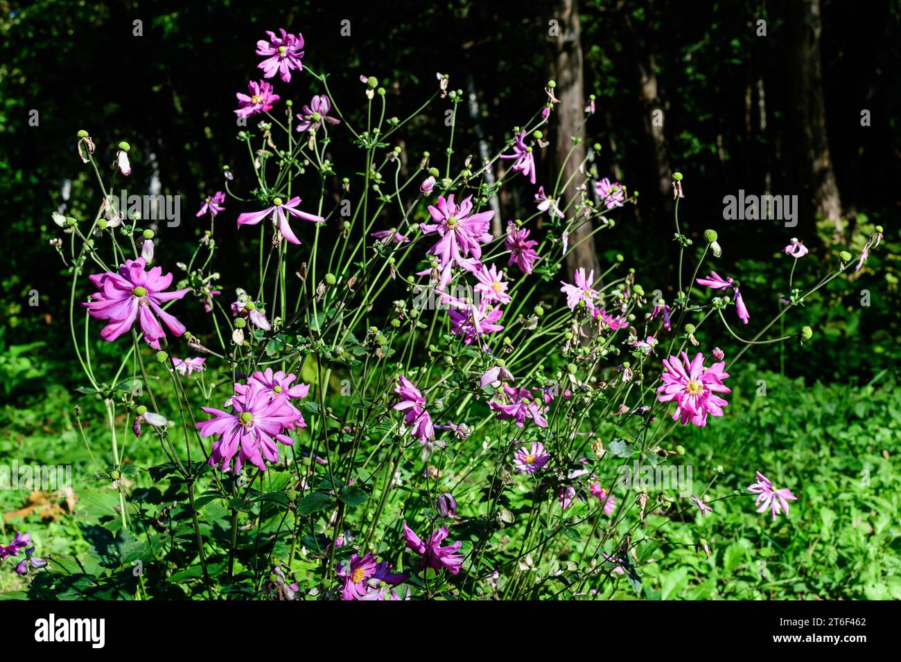 Molti delicati fiori rosa freschi di Anemone hupehensis pianta, conosciuto come Prinz Heinrich cinese o giapponese anemone, thimbleweed o fiore a vento in un sunn Foto Stock