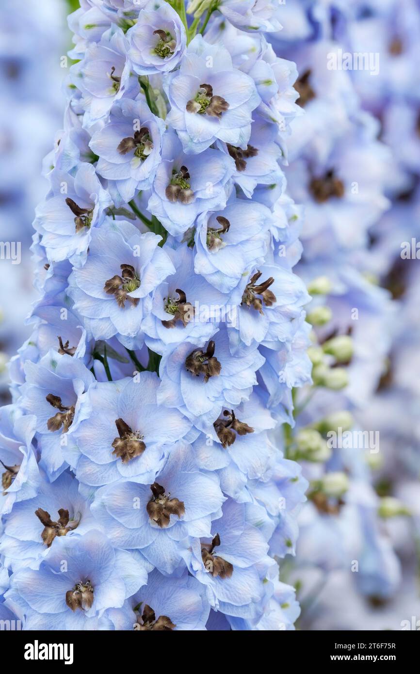 Delphinium Crown Jewel, fiori blu soffici con un grande occhio nero Foto Stock