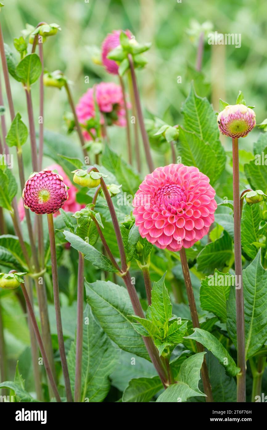 Dahlia Caitlin's Joy, palla in miniatura Dahlia, fiori rosa rosa Foto Stock