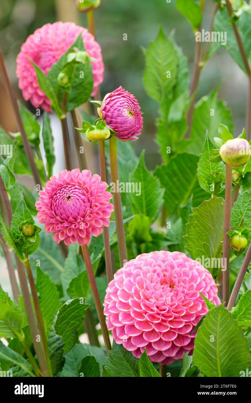 Dahlia Caitlin's Joy, palla in miniatura Dahlia, fiori rosa rosa Foto Stock