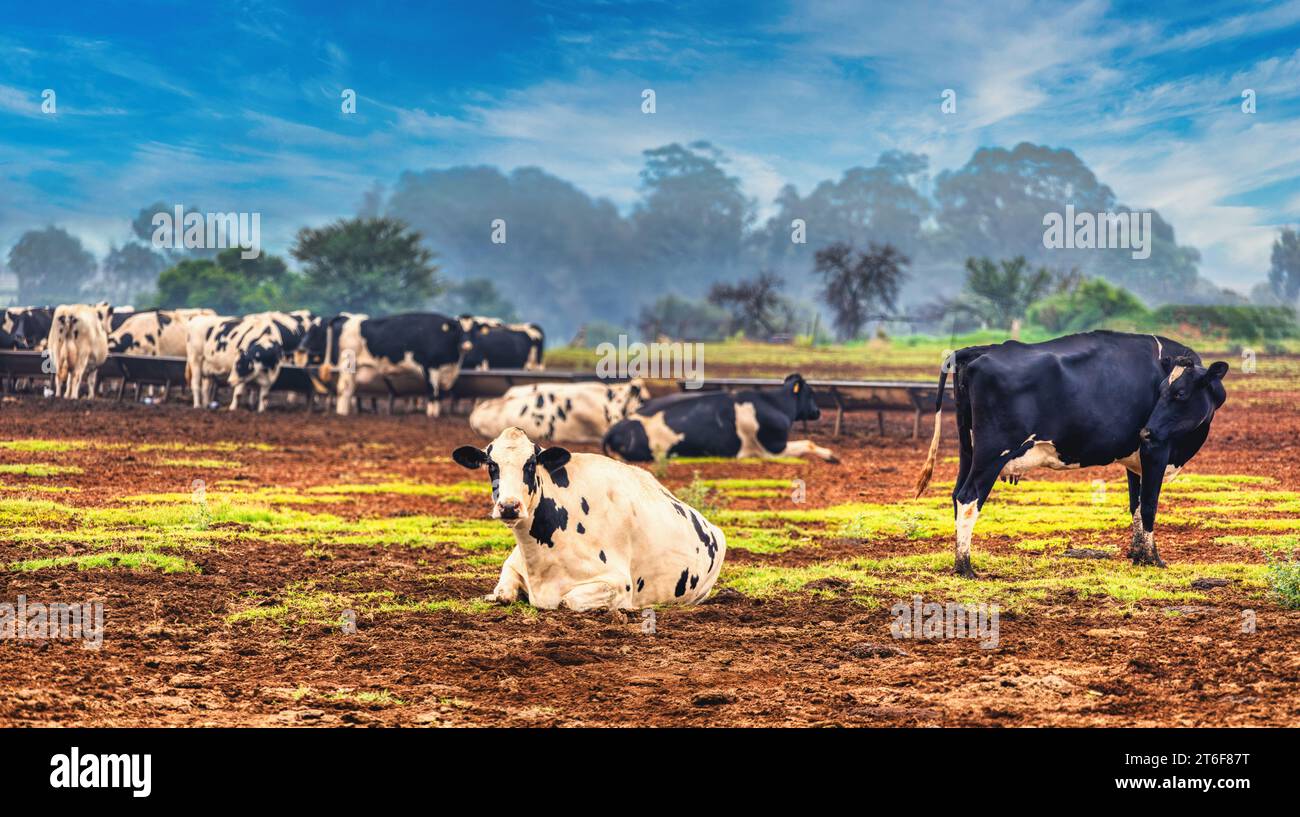 bestiame, mucche da latte presso l'azienda agricola all'aperto sul prato dove si nutrono Foto Stock