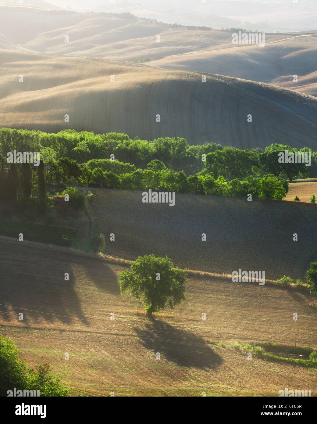 SAN QUIRICO D'ORCIA, TOSCANA / ITALIA - 27 ottobre 2023: Magnifica illuminazione sugli alberi e sulle dolci colline all'alba vicino a San Quirico d'Orcia in Val Foto Stock