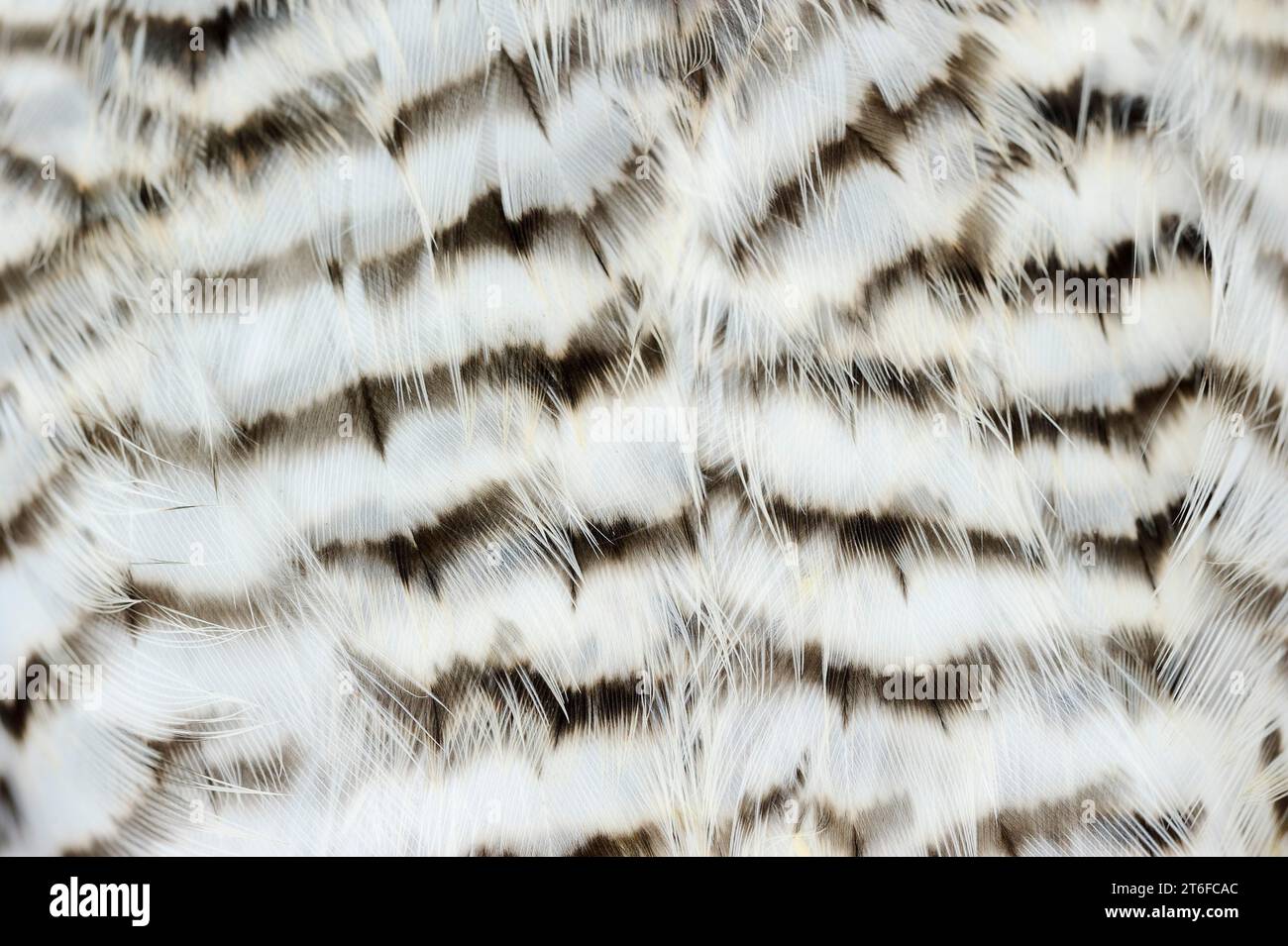 Balenottero eurasiatico (Accipiter nisus), maschio, dettaglio piumaggio, Renania settentrionale-Vestfalia, Germania Foto Stock