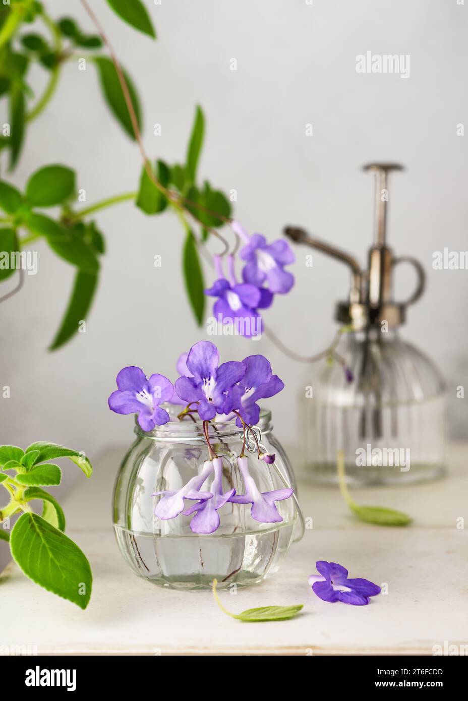 Bellissimo bouquet di falsi fiori africani viola e spruzzatore d'acqua d'acciaio d'epoca a casa in giardino. (Streptocarpus saxorum) concetto di decorazione interna di botanica. Foto Stock
