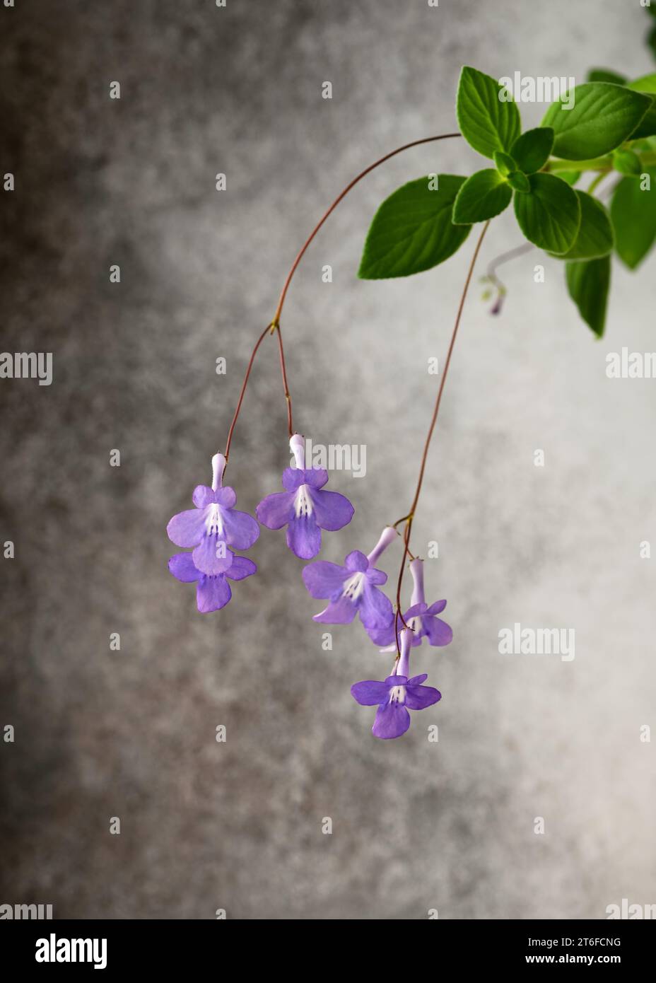 Bella pianta africana falsa con molti fiori viola appesi a un muro rustico grigio. (Streptocarpus saxorum) giardinaggio domestico, amore per le piante da casa Foto Stock
