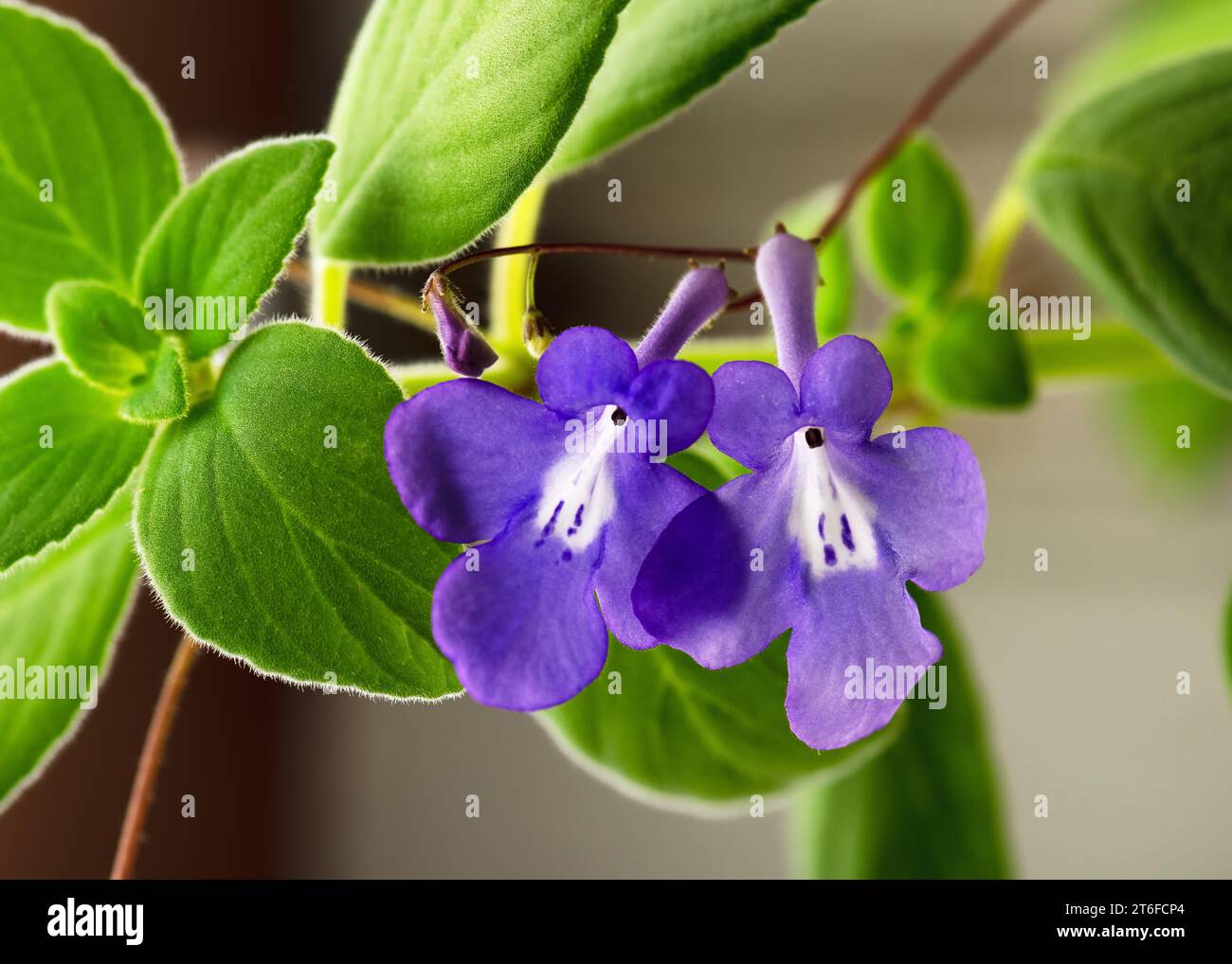 Bellissimi fiori viola e bianchi, "Blue Fountain", falsa pianta sospesa africana con un bel e morbido sfondo bokeh sfocato. Foto Stock