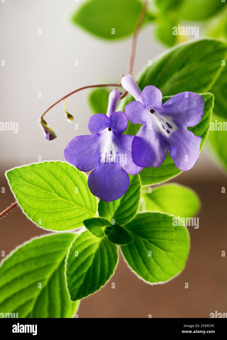 Pianta violetta africana in fiore con sfondo bokeh sfocato e piacevole. (Streptocarpus saxorum) giardinaggio interno, concetto di hobby. Foto Stock