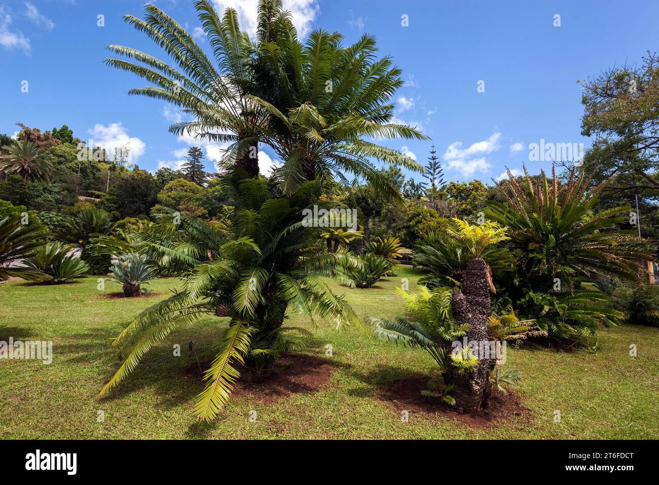 Cycads (Cycadales), giardino botanico di Funchal, Jardim Botanico, Funchal, Madeira, Portogallo Foto Stock