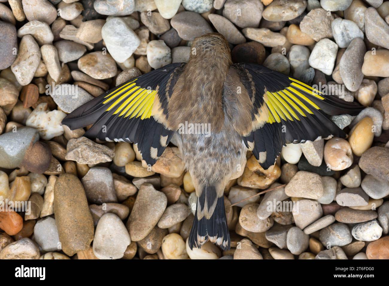 Morto europeo goldfinch (Carduelis carduelis) nella ghiaia, volò verso una finestra, Baviera, Germania Foto Stock
