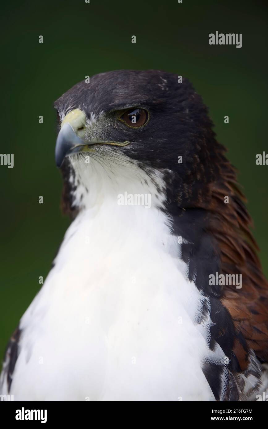 Ibrido tra Falco dalla coda bianca e Falco dalla coda rossa (Buteo albicaudatus) (Geranoaetus albicaudatus x Buteo polyosoma), ritratto di un uccello da accoppiamento Foto Stock